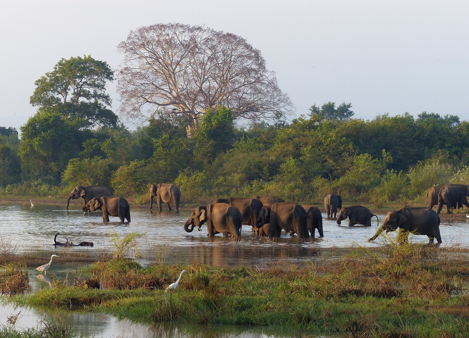 Group of eliphants spotted during Yala safari tours in Sri Lanka