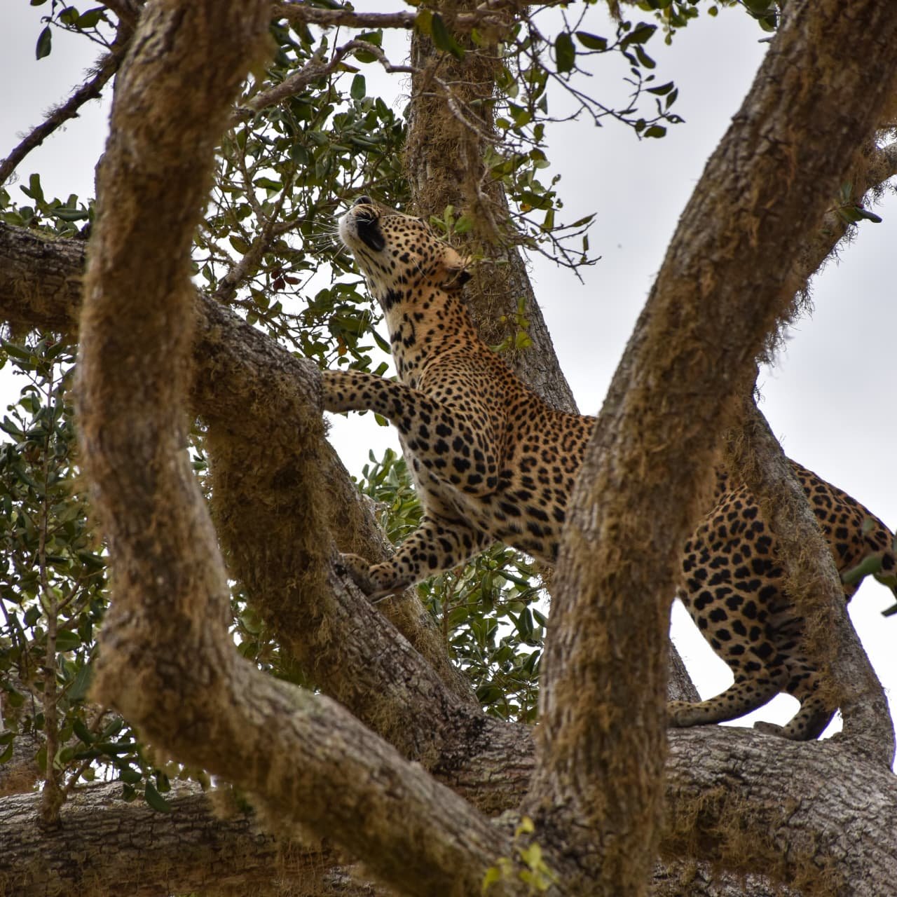 Leopard spotted during Yala safari tours in Sri Lanka