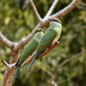 two birds yala safari tours