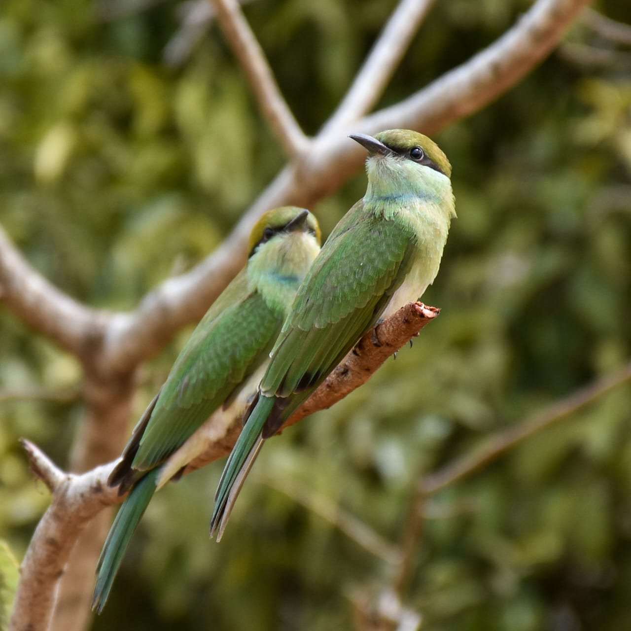 two birds yala safari tours
