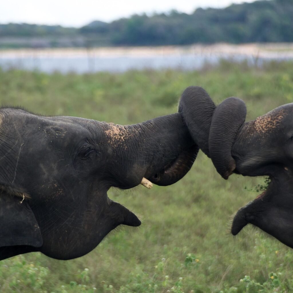 7-Day Sri Lanka Wildlife & Safari Tour | Yala, Udawalawe & Minneriya