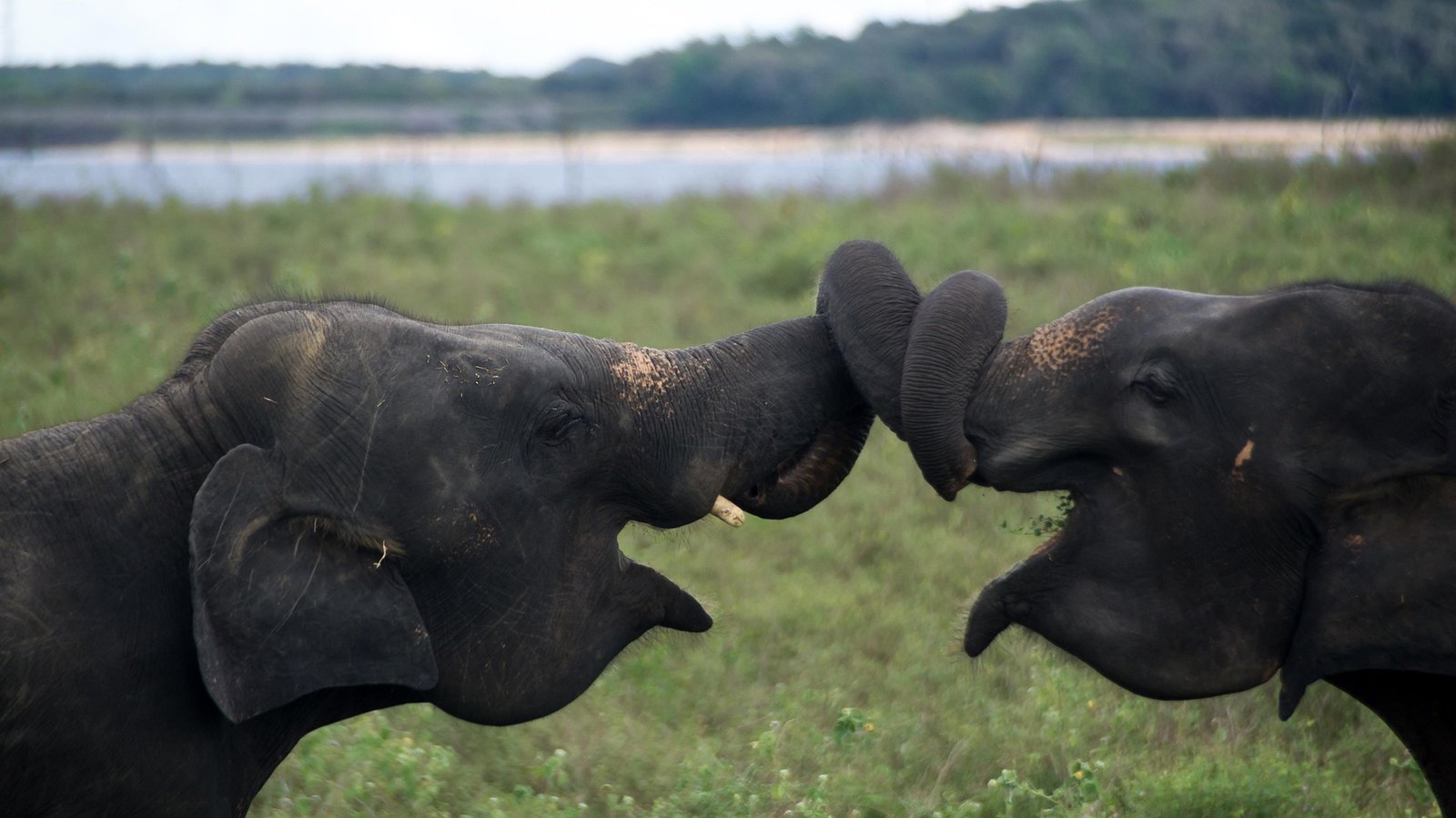 7-Day Sri Lanka Wildlife & Safari Tour | Yala, Udawalawe & Minneriya