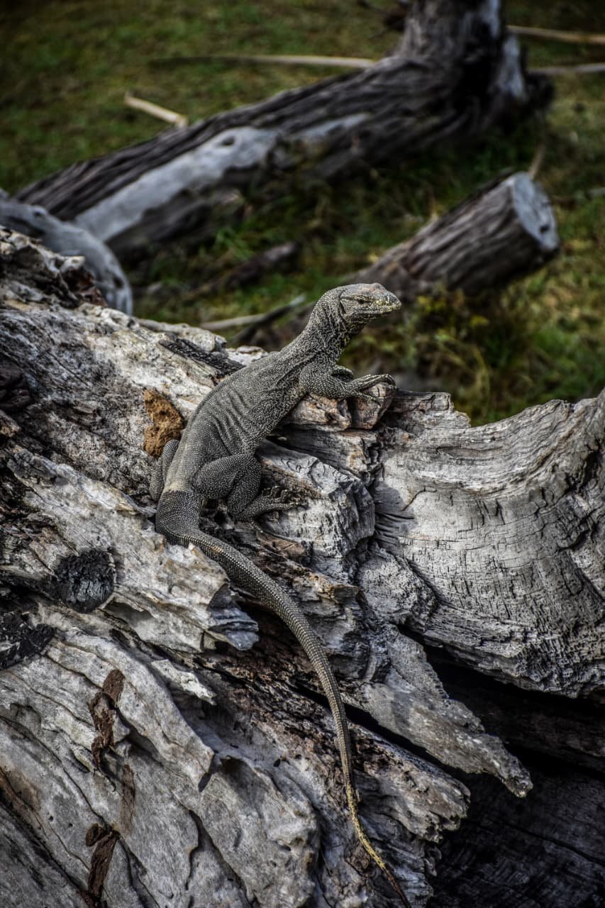Wildlife photography during Yala safari tours adventure