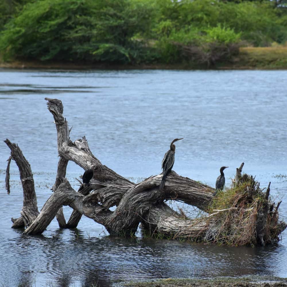 Wildlife photography during Yala safari tours adventure